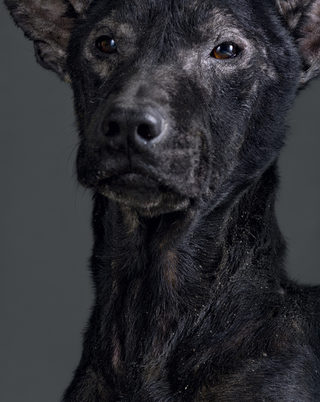 Illustration for article titled Portraits of abandoned dogs before being put down at a shelter